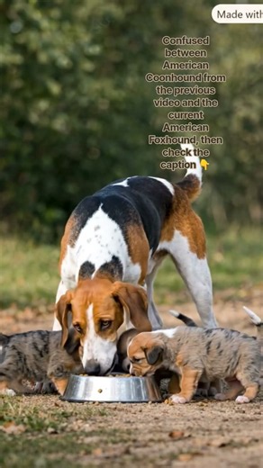 "A Tale of Two Hounds: The American Foxhound and the Coonhound"