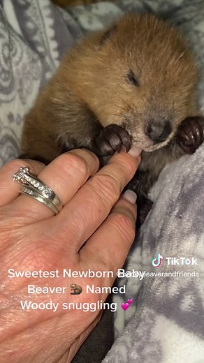 Becky Beaver and Friends on TikTok