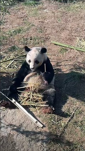 The Ultimate Panda Cuteness Compilation 2025 🐼