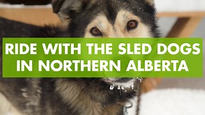 284K views · 389 reactions | Dogsledding was once a primary mode of transportation across the snowy Canadian wilderness. These days, it can be a fun way to explore Alberta. Tag along as blogger Lindork - Linda Hoang learns all about being a musher and gets to know the adorable sled dogs! Aaron Peck and Elevation Sled Dog Adventures | Travel Alberta | Facebook