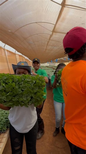 2.5K views · 21 reactions | RECENT SEEDLINGS VIBE!!! We have ready seedlings for *Spinach *cabbages,gloria f1,Kilimo f1,Pruktor f1,Kiboko f1 *managu * Terere Call us on 0711844850/0115657187 #mkulimaseedlingsmkulimaseedlings #mkulimaseedlings #legitseedlings | Mkulima Mdogo Seedlings | Facebook