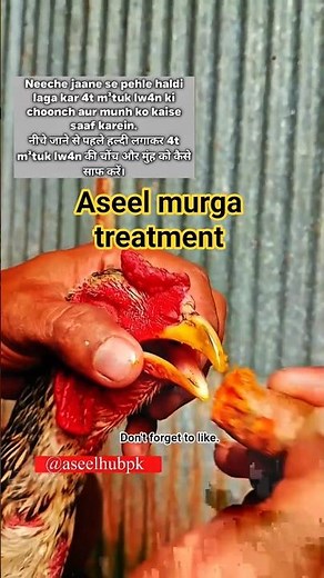 aseel murga #birdtrend #aseelmurga #youtubeshorts #viralvideo #rooster #shorts #chicken #birds #asil