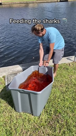 Shark Feeding Adventures: Diving into the World of Shark Feeding