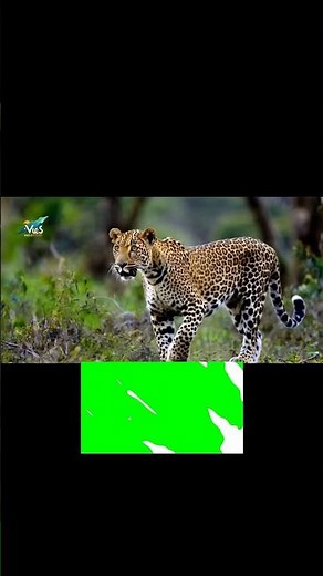 Un Léopard Sauve une Gazelle : Un Moment Rare dans la Nature | Documentaire Animalier