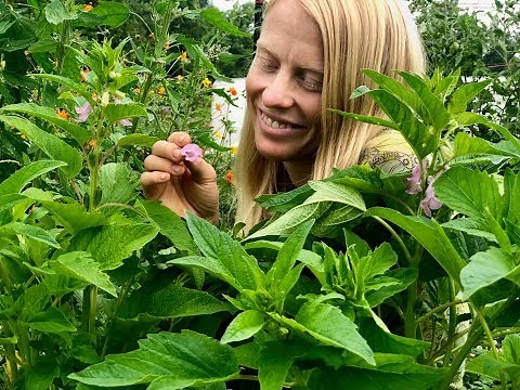 Growing Sesame from Seed in the Northeast