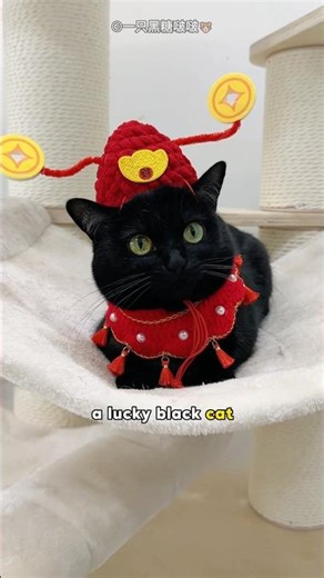 Tabby cat looking for black cat #cat #pets #cute #shorts