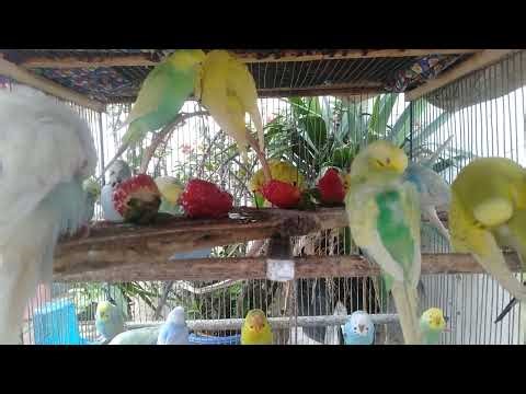 The Hidden World of Ultra Rare Budgie Mutations,