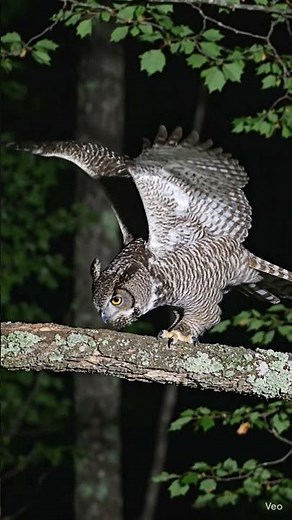 Silent Night Hunter: Owl Catches Its Prey 🦉🌙