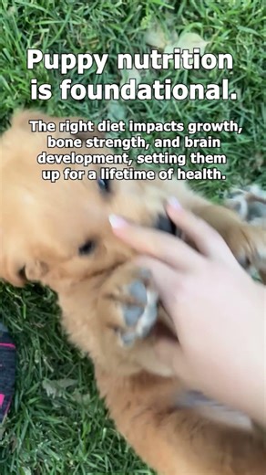 The first eight weeks shape more than early growth.