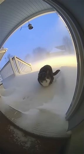 Poor cat stack outside in the snow storm