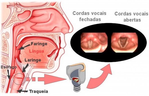 Laringe | Anatomia e Função | Como Funciona | Resumo