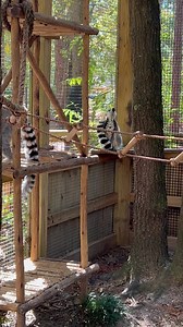 98K views · 629 reactions | Did you know Ring-tailed lemurs communicate with vocalizations and scent marking. They are one of the most vocal primates with at least 15 different vocalizations. | Eudora Wildlife Safari Park | Facebook