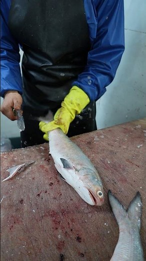 Whole fillet of blue threadfin