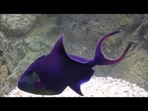 Niger Triggerfish