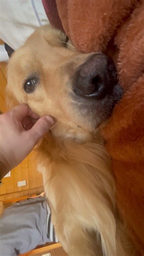 [ゴールデンレトリバー#960 ]添い寝犬