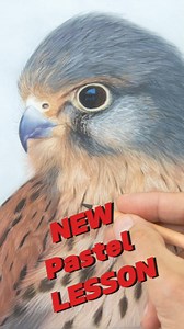 1.9K views · 30 reactions | New lesson out www.patreon.com/wildlifeart | Jason Morgan Wildlife Art | Facebook