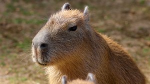 Capibara, Oiseau, Animal, Ibis