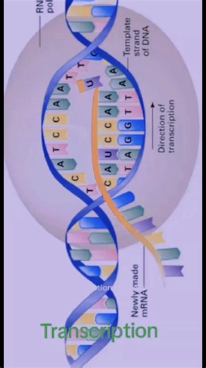 # Grade 12 Life Sciences # Protein synthesis # Transcription