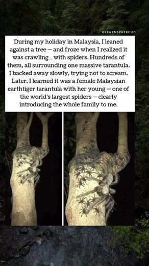 Meeting a Malaysian Earthtiger Tarantula 🕷️😳