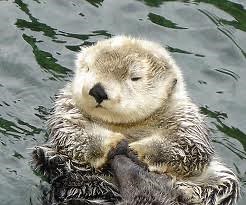 Fun Otter Facts for Kids