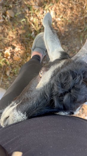 Sometimes it’s as simple as goat cuddles. 🥰 #farmlife #goatlife #farmanimals | Schadey Acres Farm