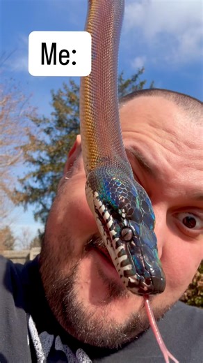 White Lipped Pythons are So Mean