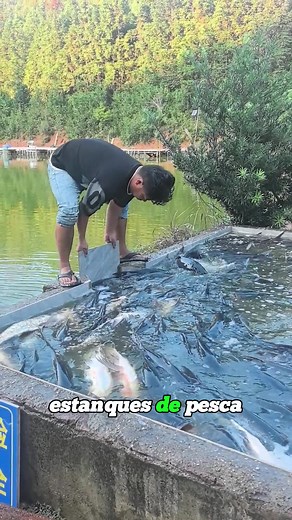 Why Commercial Fishing Ponds Guarantee You’ll Catch Something？#usa🇺🇸 #science #fish