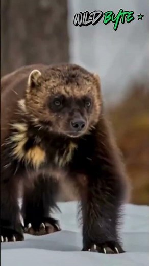 Why Wolverines Are Nature's Toughest Fighters
