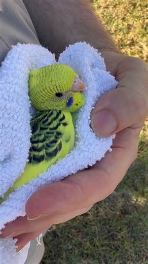 Training young Parakeets - they love when you “nest” them