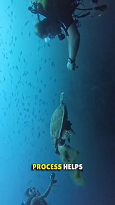 145K views · 1.1K reactions | Why fish eat sea turtle's poop? | Rowem Tigtig | Facebook