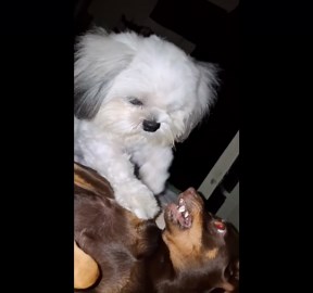 Overbearing Shih Tzu climbs onto grumpy mini pinscher to show him some love