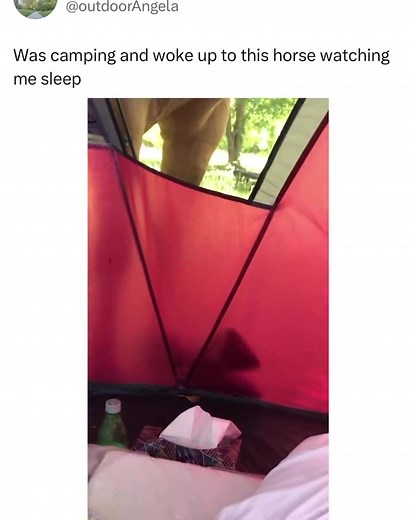 😂😂 #camping #nature #travel #adventure #hiking #outdoors #x #campinglife #outdoor #camp #explore #camper #mountains #vanlife #animallover