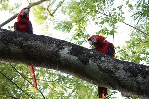 Recently reintroduced Scarlet Macaws spotted thriving in the wild
