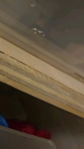 Our leopard geckos first eating for us! #leopardgeckos #reptiles | Calvary Exotics