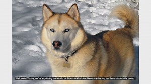 Top 10 Fascinating Facts About Siberian Huskies