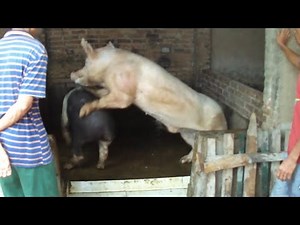 Amazing Pig Mating! White Boar Vs Black Sow ★ Dusama Farms! #161