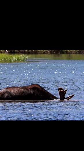 26K views · 3.8K reactions | A bull moose feeds and keeps cool in the great Northern Rockies. | Michael Hodges, Author | Facebook