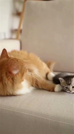 Cat Sneezes & Knocks Over Kitten! 🤧😹 ACHOO! Tiny Cat Tumble! (Oversized Sneeze!) #shorts