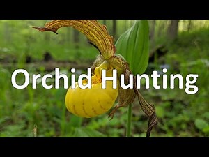 Orchid Hunting