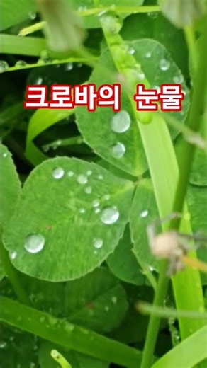 추억여행, 크로바의 눈물 #추억 #크로바 #눈물