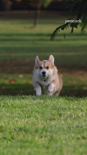 Cheddddddddar 🥺 #Brooklyn99 #Corgi #Dog #DogsOfTikTok #CheddarTheDog #Comedy