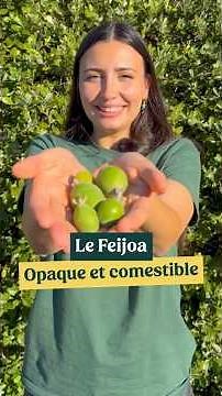 🍒 Le Feijoa : Un arbre dense ET gourmand