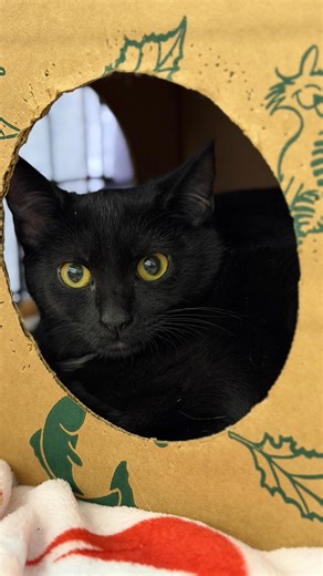 19 reactions |  Huge thanks to @petco South Square for hosting our cat adoption event this weekend! We loved seeing so many furry faces meet their future families. ‍⬛ Couldn’t make it to the event? You can still find your purrfect match by checking out our adoptable cats through the link in our bio! ✨ #adoptdontshop #catadoption #durham #adoptablecats #foreverhomefound | Independent Animal Rescue | Facebook