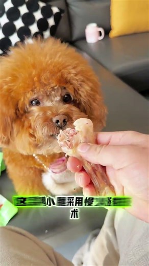 All My Pets, One Big Hug#Caught with a Handf..#All My Pets, One Big Hug#Caught with a Handful