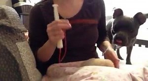 We've had lots of questions recently about tube feeding from people who are trying to save cleft palate animals. And I've got to say, it makes me SO happy to know that more and more people are choosing to give these babies a chance! Unfortunately, many vets are still quick to recommend euthanasia, but thankfully the public is beginning to see that there are other options, and that these animals can thrive under the right circumstances. Many people report being intimidated by the idea of tube fee