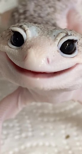Enzo the Leopard Gecko: Adorable Video Response to @myfatcatcurry