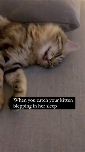 Watch till the end.. got caught creeping 😂 | Cats With Their Tongues Out