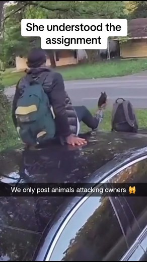 Animals Attacking Owners | "When pets forget who's boss... Swipe for instant regret! #AnimalAttack #PetFails #CrazyAnimals #PetProblems #WildPets #AnimalFails... | Instagram