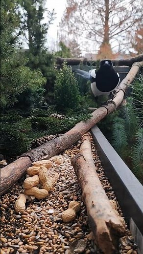 Meisen und Elster.#balkon#vogelbeobachtung#wildvögel#natur#birds#birdwatching#magpie#nature#animals