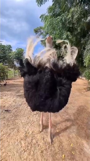 5 Biggest Bird Species in the World